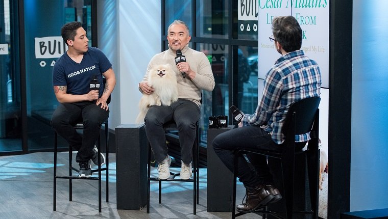 NEW YORK, NY - FEBRUARY 17: TV prsonality Cesar Millan with his dog Benson and son Andrew Milan discuss "Dog Nation" with the Build Series at Build Studio on February 17, 2017 in New York City. (Photo by Roy Rochlin/Getty Images)