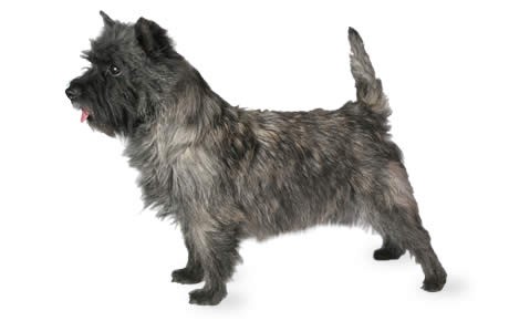 cairn-terrier