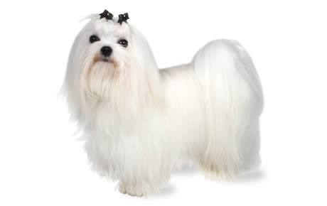 maltese