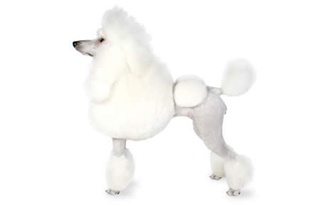 poodle