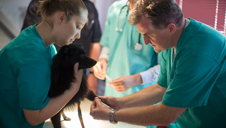 Veterinarian taking blood sample in surgery, other medical person standing in background