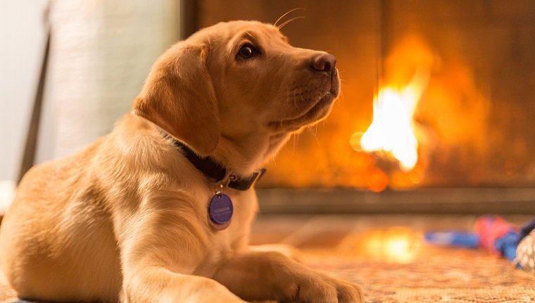 Golden Retriever Sitting On Floor At Home