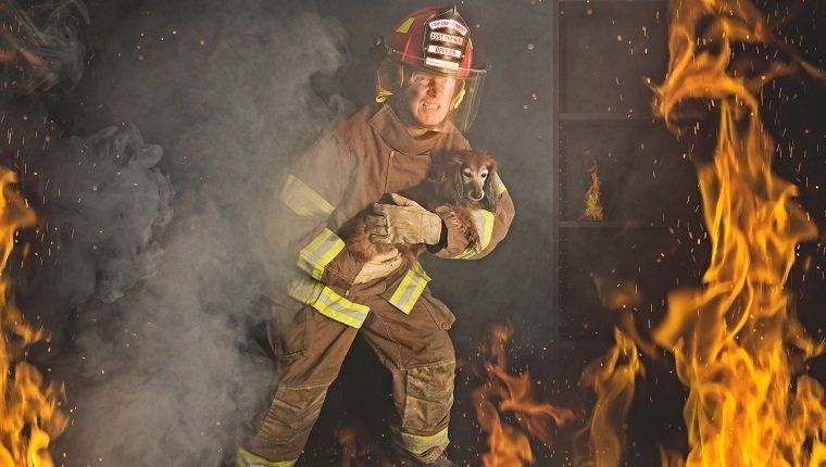 A Firefighter rescues a small dog from a fire.