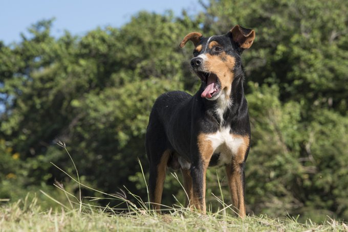 The need to adopt shelter mutts is so great that two days of the calendar year are devoted to National Mutt Day (July 31 and December 2). (Photo by Roberto Machado Noa/LightRocket via Getty Images)