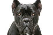 Cane Corso