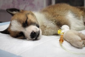 Illness puppy with intravenous anything on the operating table in a veterinary clinic