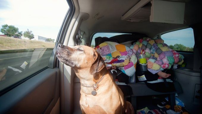 dog looking out car window