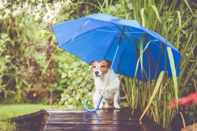 Jack Russell Terrier during rain outdoor