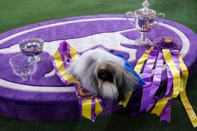 Pekingese dog "Wasabi" is seen with the trophy after winning Best in Show at the 145th Annual Westminster Kennel Club Dog Show June 13, 2021 at the Lyndhurst Estate in Tarrytown, New York. - Spectators are not allowed this year, apart from dog owners and handlers, because of safety protocols due to Covid-19. (Photo by TIMOTHY A. CLARY / AFP)