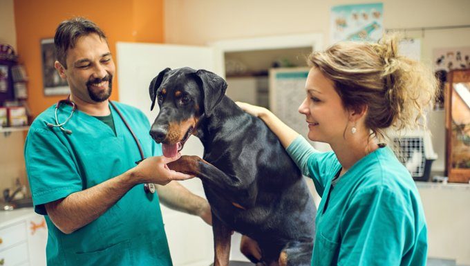 dog at the vet on world spay day