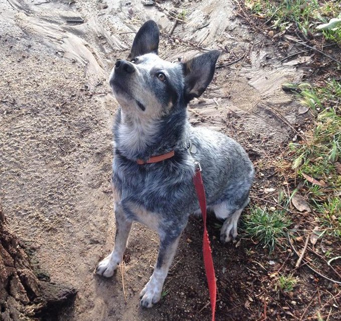 los-angeles-hiking-dogs