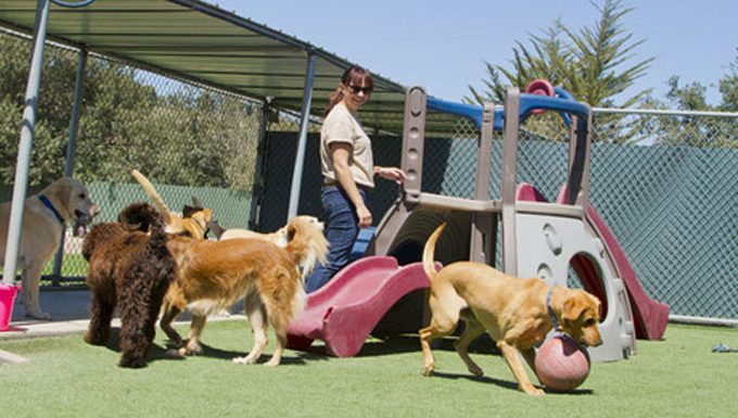 dog sitter with pups at playground