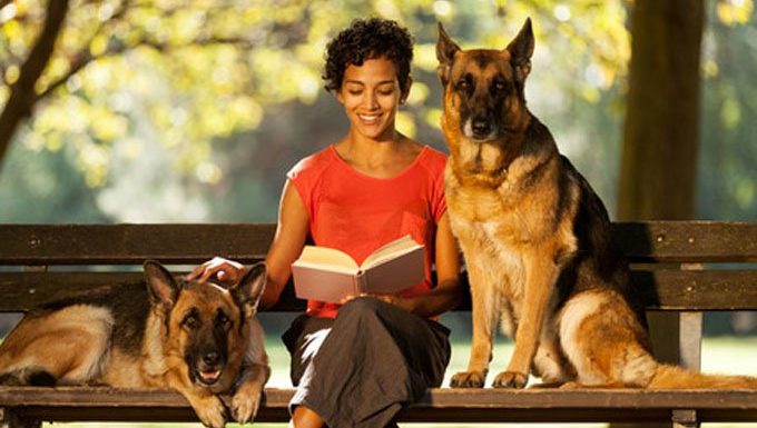 dog sitter with german shepherds on a bench