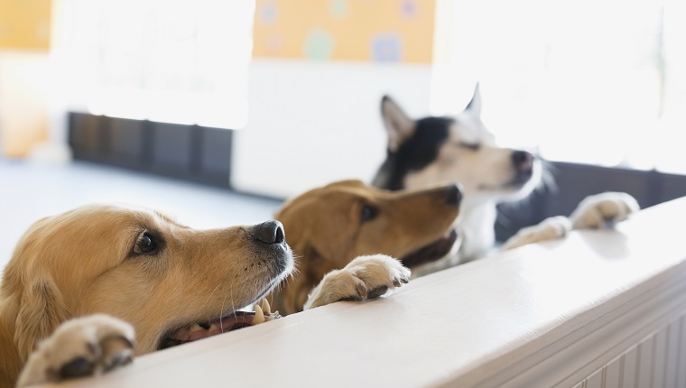 Curious dogs leaning on dog daycare counter