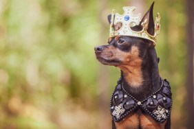 Dog in the crown, in royal clothes, on a natural background. Dog lord, prince, dog power theme