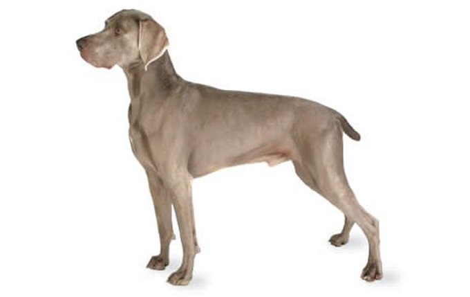 weimaraner