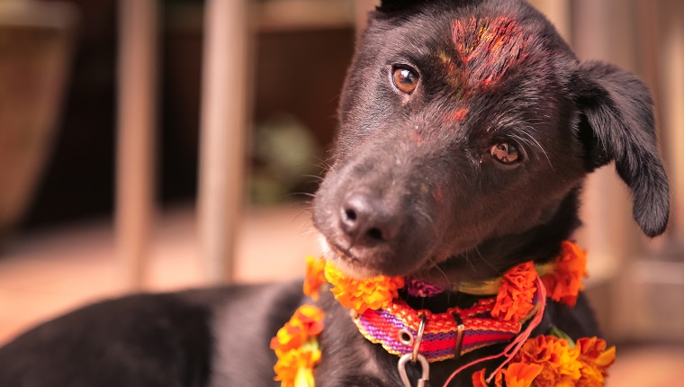 Kukur Tihar, worship of the dogs, Diwali festival, Nepal