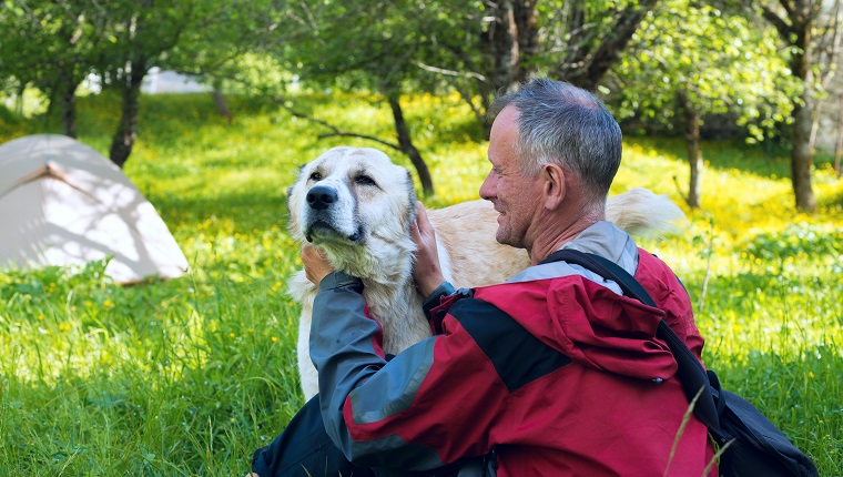 Happy traveler plays with large shepherd dog next to the tent on a meadow amid lush grass, field flowers and green trees on a wonderful sunny day. Travel in a spring mountains.