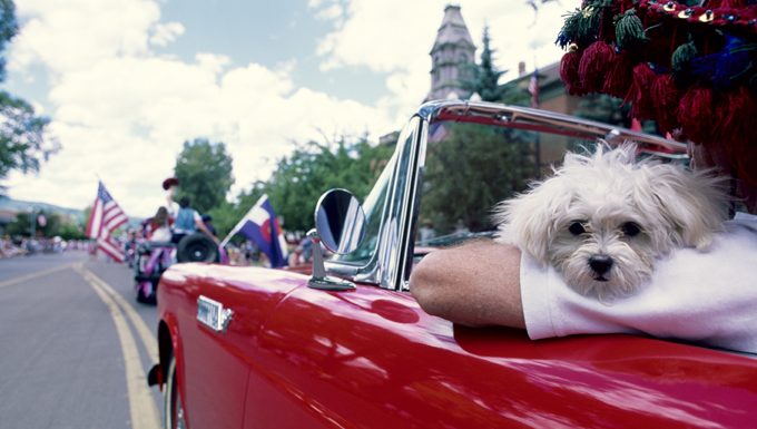 dog in 4th of july parade