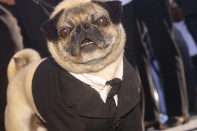 LOS ANGELES, UNITED STATES: Cast member Frank the Pug arrives for the premiere of Men in Black II June 26, 2002 in the Westwood area of Los Angeles. AFP PHOTO/LEE CELANO