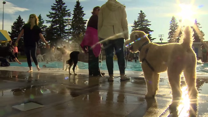 dog-swimming-pool