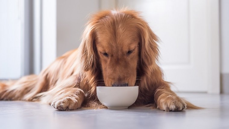 The Golden Retriever eating