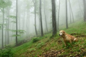 Springtime in Rhodope mountains, Europe, Bulgaria