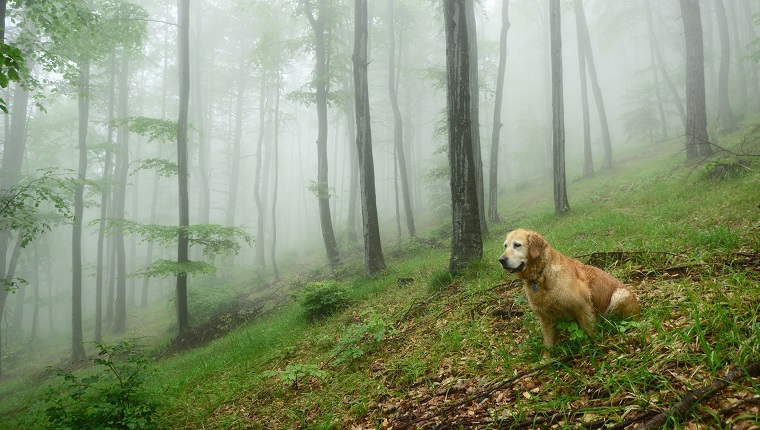 Springtime in Rhodope mountains, Europe, Bulgaria