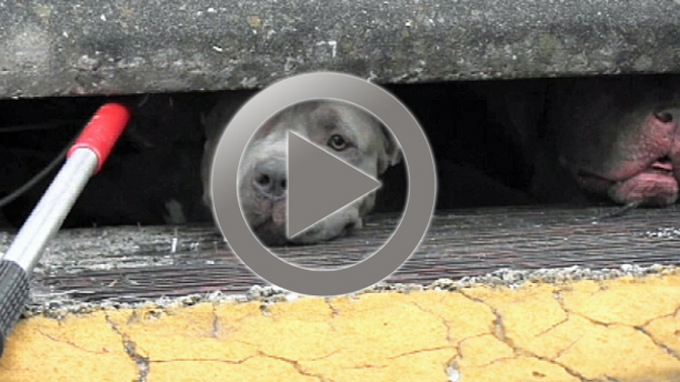 pit-bulls-sewer-drain