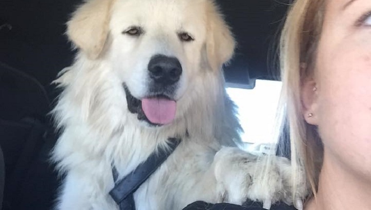 A white dog sits with his paw on an advocate's shoulder in the back of a truck.