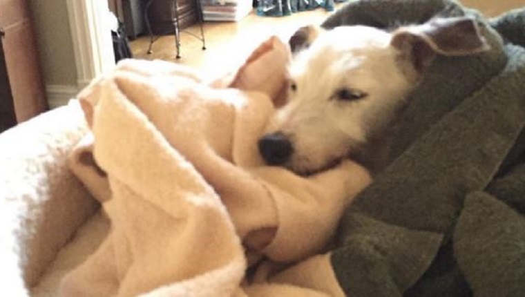 Jackie sleeps in a pile of blankets on a dog bed.