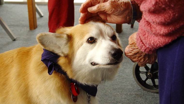 An elderly woman pets a small dog.