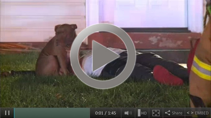 loyal-pit-bull