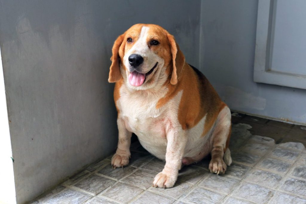 overweight beagle dog waiting for feeding