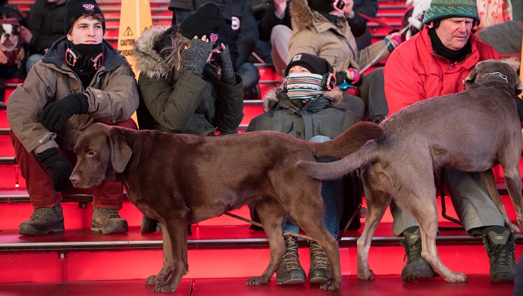 Two dogs stand in the audience seats. People are sitting in full winter gear behind them.