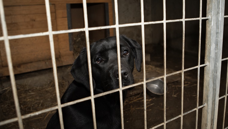 A Black Labrador sits in a kennel.