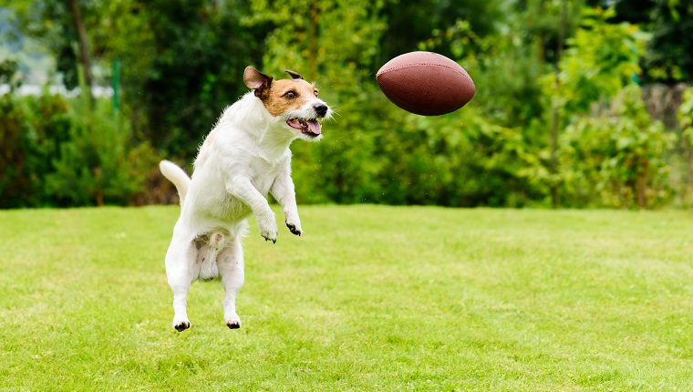 Dog catching Rugby ball at back yard