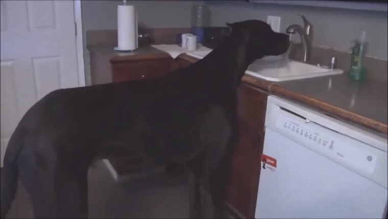 Rocko drinks from the kitchen sink.