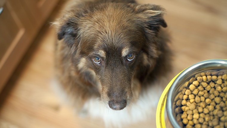 A dog looks up next to a bowl of food.