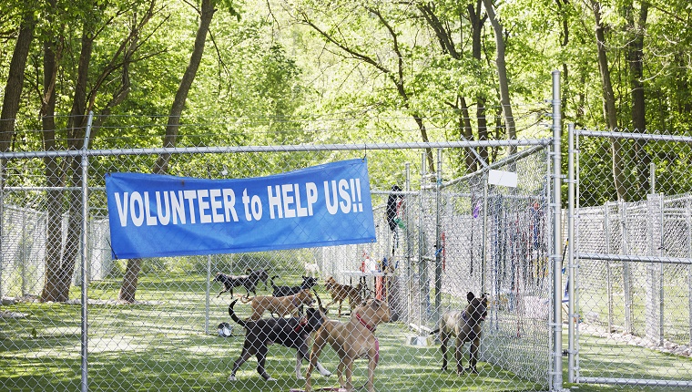 Several dogs stand in a fenced-in outdoor area with a sign that reads "Volunteer to help us."