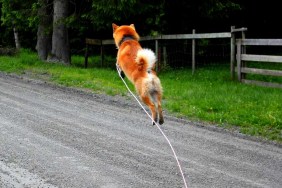 Highflying Shiba