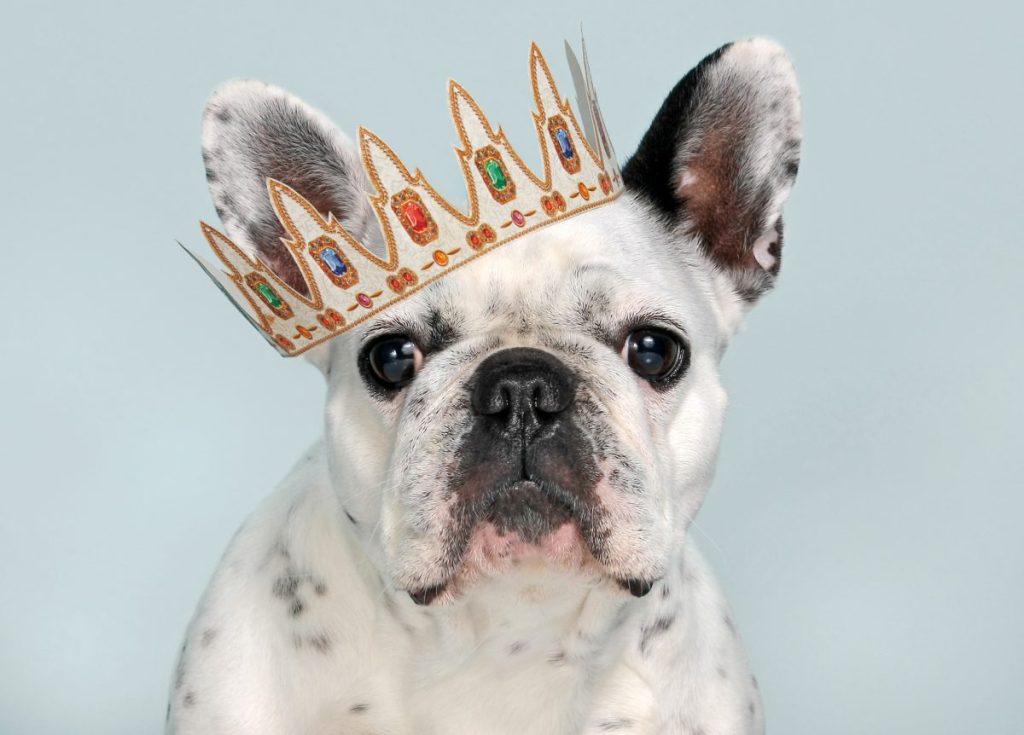 French Bulldog wearing crown