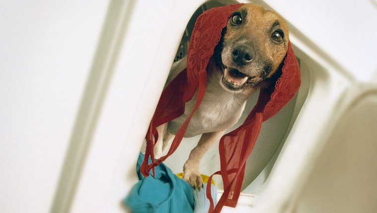 A small dog pokes his head out of a laundry machine with a bra on his head and an expression like he deserves a reward or something.