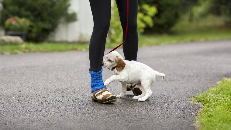 A small puppy on a leash walks over his owner's feet.