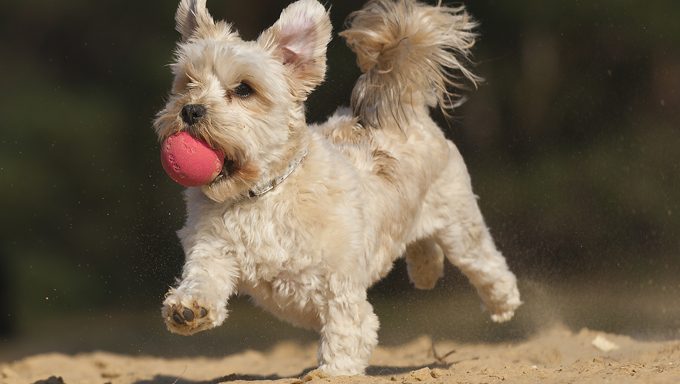 dog with ball running on sand