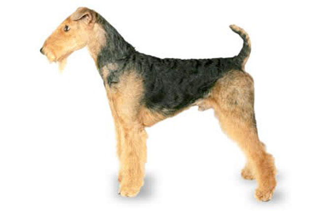 airedale-terrier