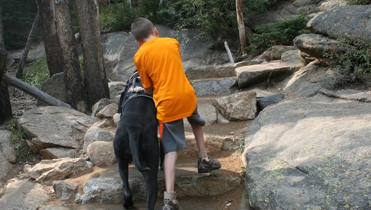 cerebral-palsy-great-dane-service-dog