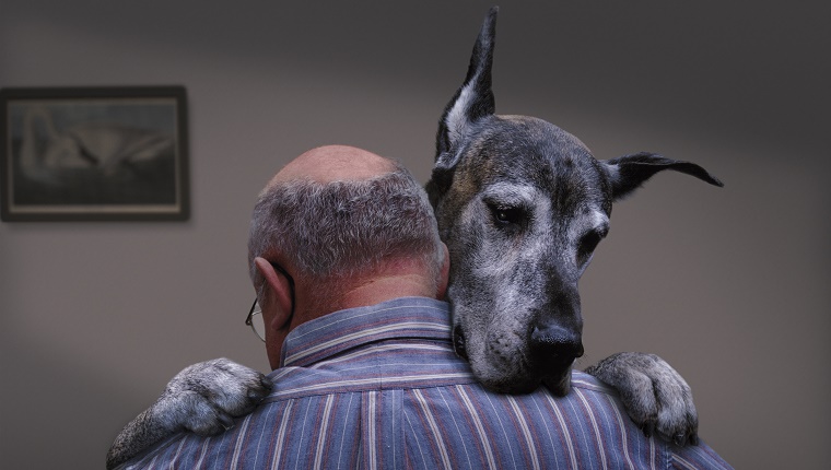 Great Dane dancing with man