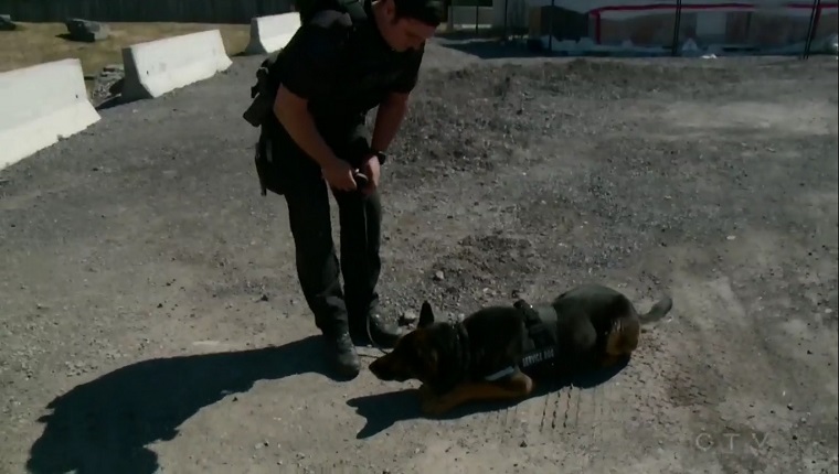 A German Shepherd lies next to an officer trainer.