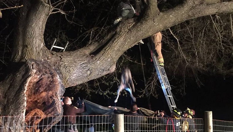 Kora falls from the tree onto a stretched out tarp.